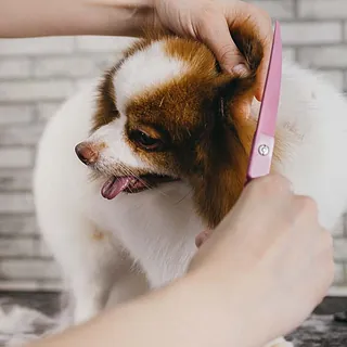 Perro en peluquería 