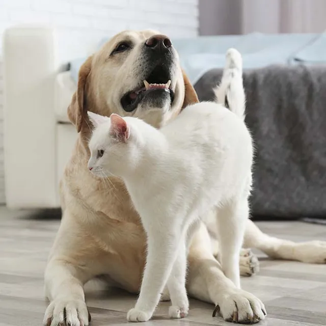 Perro y gato